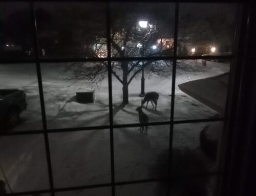 Noch einmal Leben in Kanada