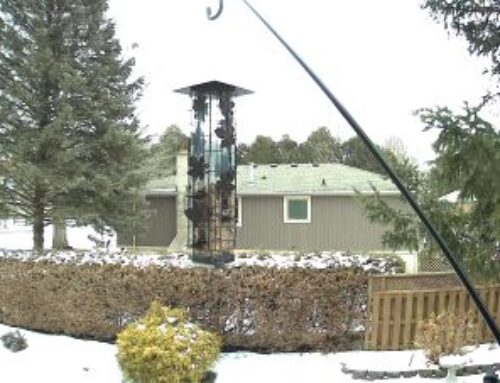 Der Kampf mit den Eichhörnchen